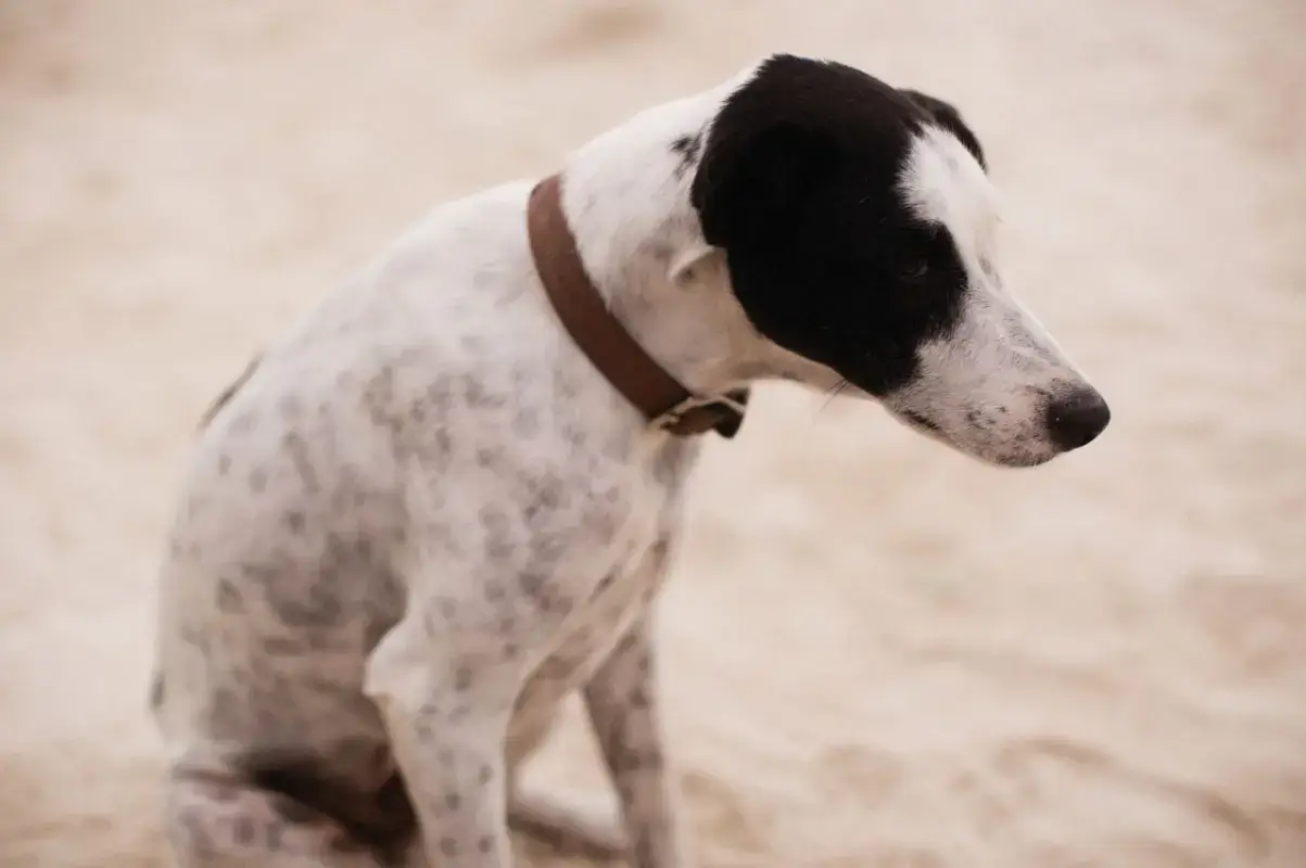 A lost dog sitting outdoors wearing a plain collar