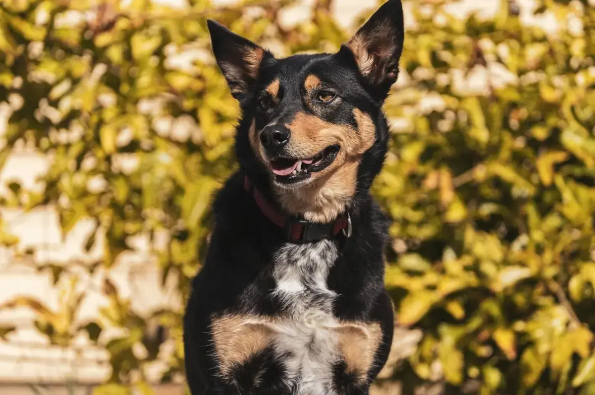 Dog looking into the camera in daylight
