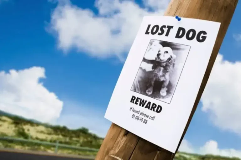 lost dog poster street pole