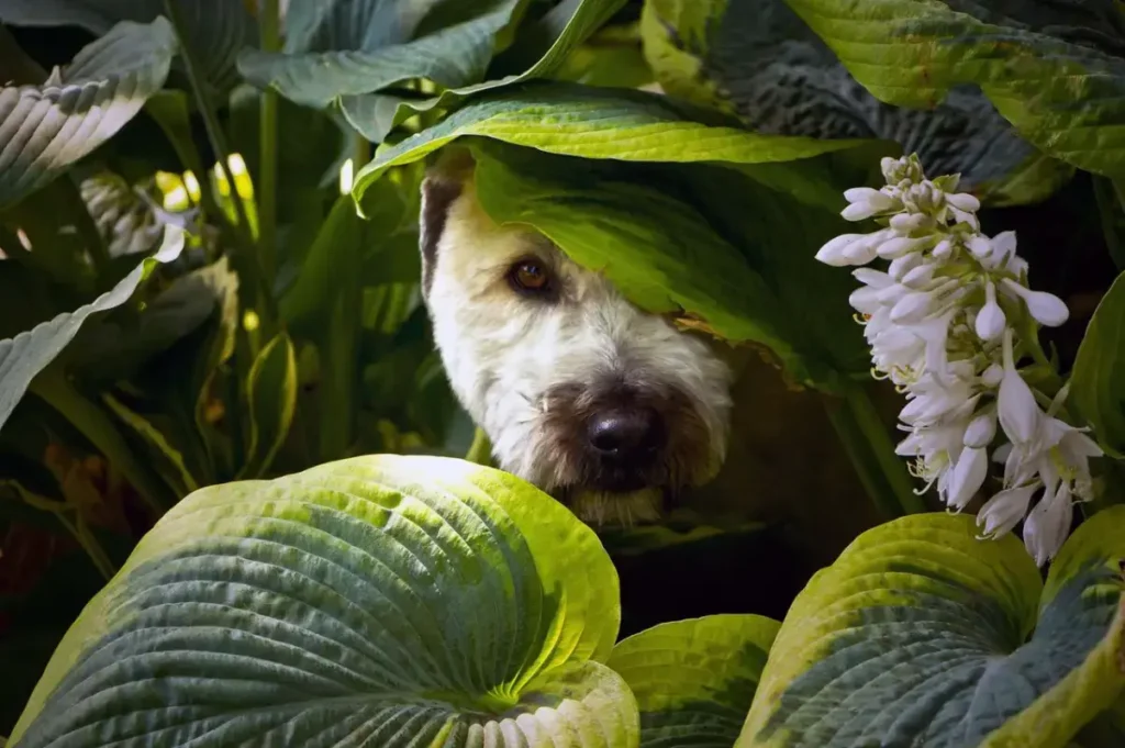 scared dog hiding near house